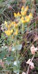 Centaurea fiorgiallo